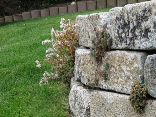 Sedum in antiker Granitmauer