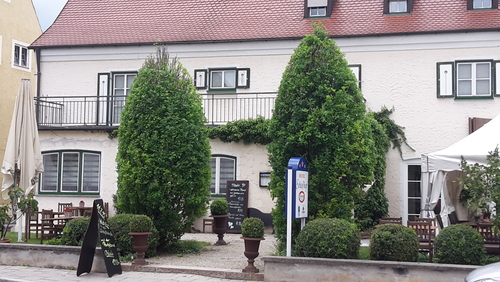 Säuleneichen in Form